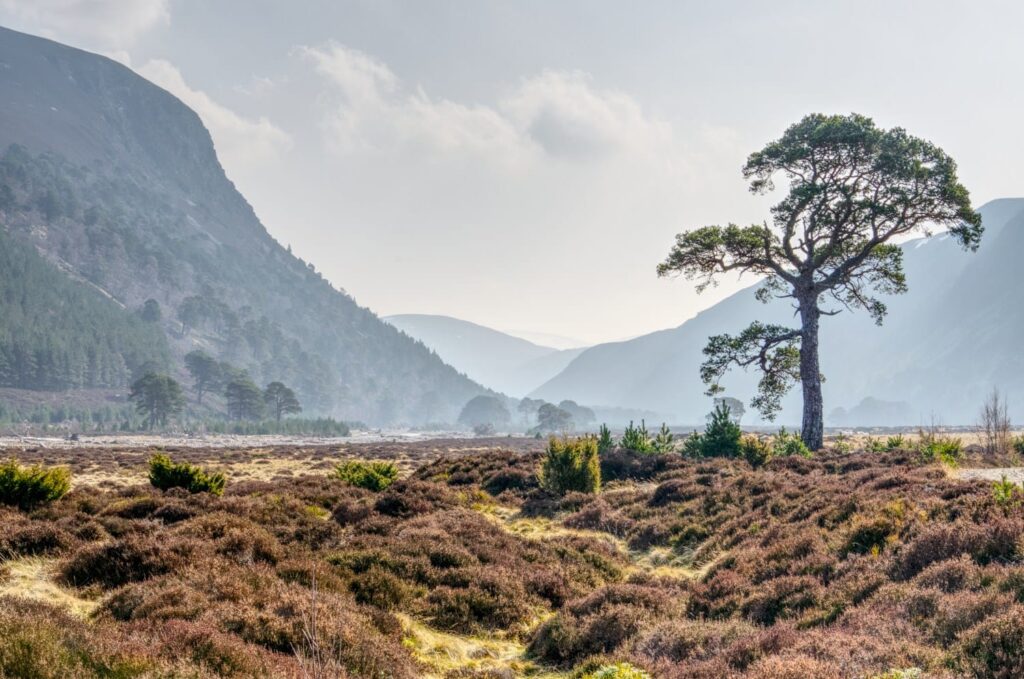 Pinie in Glen Feshie