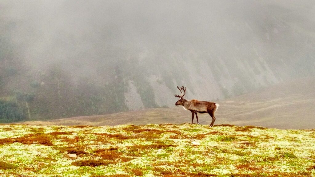 Ein Rentier in Schottland in der Tundralandschaft der Cairngorms