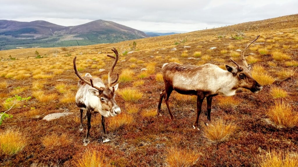 Rentiere in Schottland