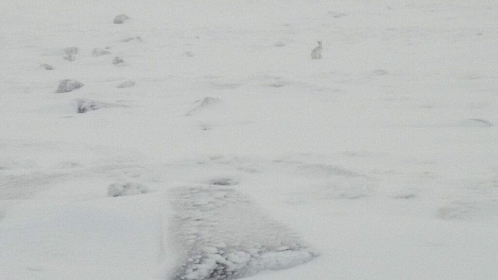 schneehase
