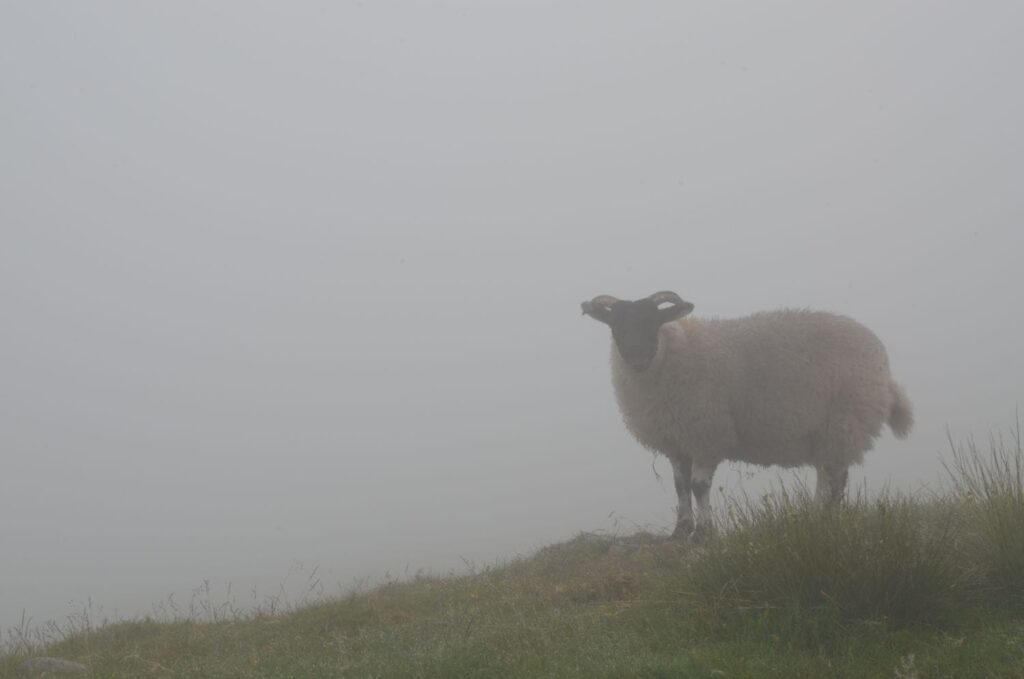Schaf im Nebel