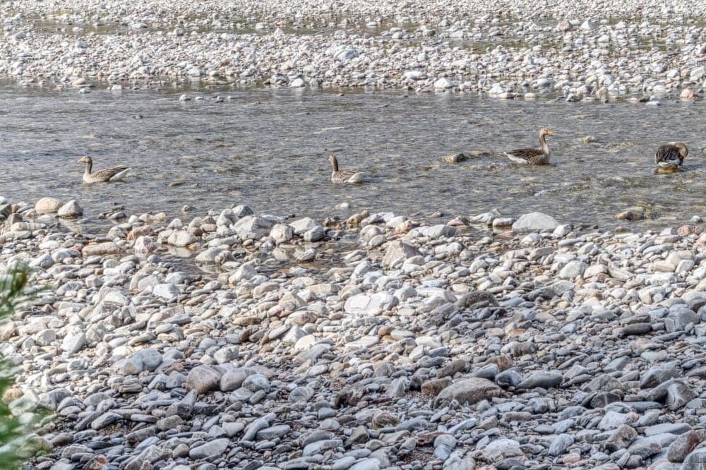 Wildgänse auf dem River Feshie