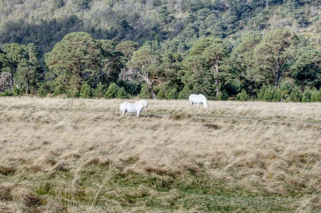 Wildpferde in Glen Feshie